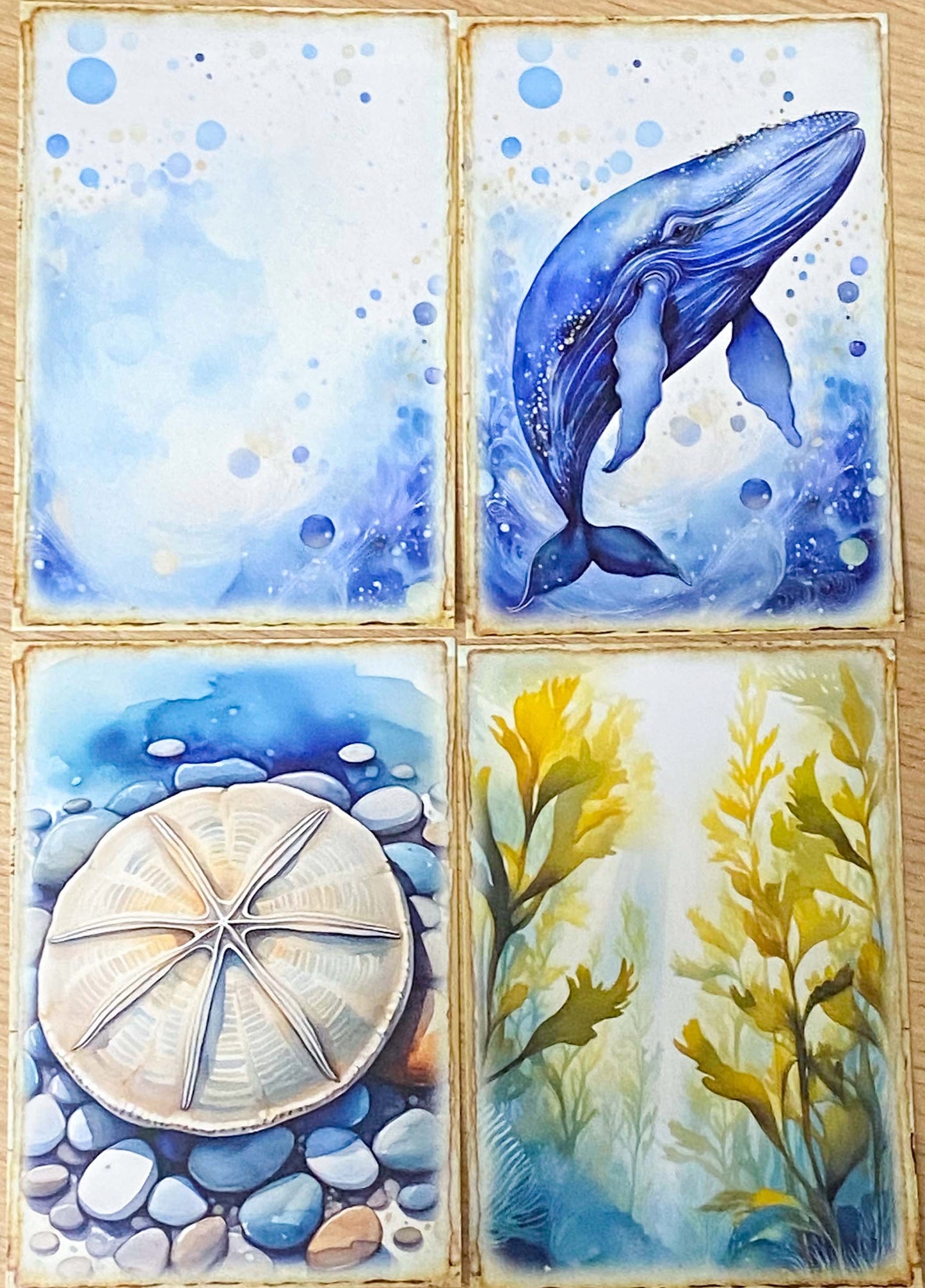 ocean and seashore shell animal sea life whale dolphin seal shells seaweed shell jellyfish marine cute kawaii pretty postcard postcards cards blank greetings uk stationery shop store supplies beach summer
