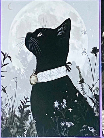 black cat cats postcard postcards post card cards uk cute kawaii stationery shop store witch magic magical planner supplies individual colourful bargain  lover lovers kitty