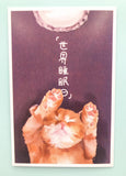 textured semi matte cute kawaii animal postcard postcards post card cards uk stationery fox dog cat bear polar kitten puppy seal rabbit bunny bird individual