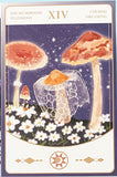 NATURE Individual Postcard- Fungi Butterfly Fish or Jellyfish