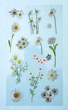 white daisy daisies clear plastic sticker stickers sheet sheets pack uk cute kawaii stationery planner supplies floral flower flowers stationery leaves spring garden cream