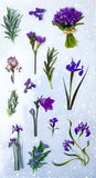 lilac blue purple iris spring summer flower flowers clear plastic sticker stickers pack sheet uk cute kawaii stationery supplies shop planner addict planning green leaf leaves foliage plants