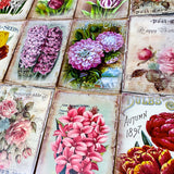 seed seeds catalogue vintage retro victorian old nostalgic flower flowers floral postcard postcards card cards greetings birthday happy uk cute kawaii pretty pink purple individual stationery shop store envelopes stickers seal seals tulip tulips hyacinth hyacinths rose roses