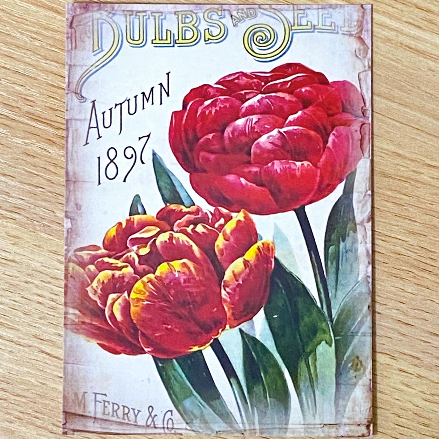 seed seeds catalogue vintage retro victorian old nostalgic flower flowers floral postcard postcards card cards greetings birthday happy uk cute kawaii pretty pink purple individual stationery shop store envelopes stickers seal seals tulip tulips hyacinth hyacinths rose roses