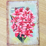 seed seeds catalogue vintage retro victorian old nostalgic flower flowers floral postcard postcards card cards greetings birthday happy uk cute kawaii pretty pink purple individual stationery shop store envelopes stickers seal seals tulip tulips hyacinth hyacinths rose roses