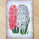 seed seeds catalogue vintage retro victorian old nostalgic flower flowers floral postcard postcards card cards greetings birthday happy uk cute kawaii pretty pink purple individual stationery shop store envelopes stickers seal seals tulip tulips hyacinth hyacinths rose roses