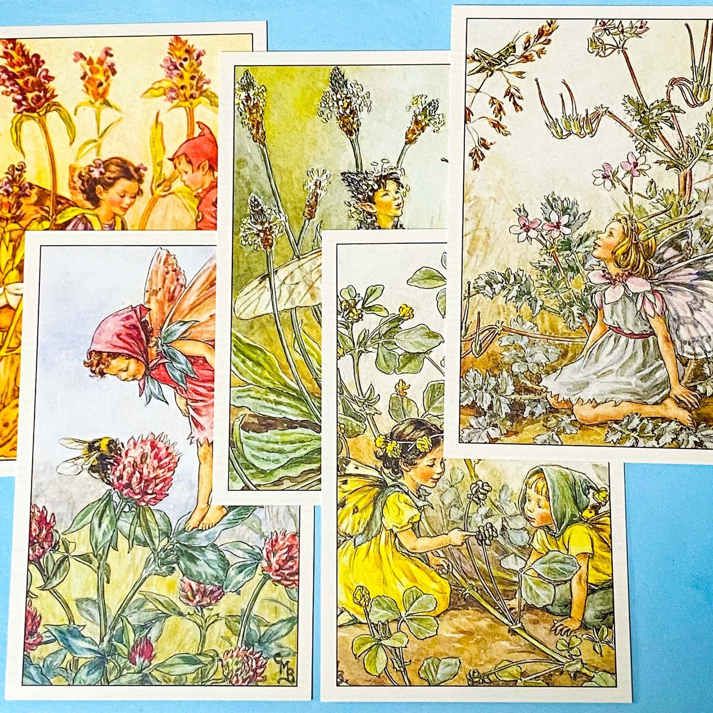 set of 5 vintage flower fairy postcards featuring red clover, ribwort plantain, self heal, black medic, crane's bill on a blue background
