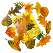 autumn leaf leaves clear plastic pet sticker stickers pack uk cute kawaii woodland tree trees gold orange brown yellow big large stationery shop supplies store planner addict