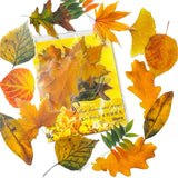 autumn leaf leaves clear plastic pet sticker stickers pack uk cute kawaii woodland tree trees gold orange brown yellow big large stationery shop supplies store planner addict 30