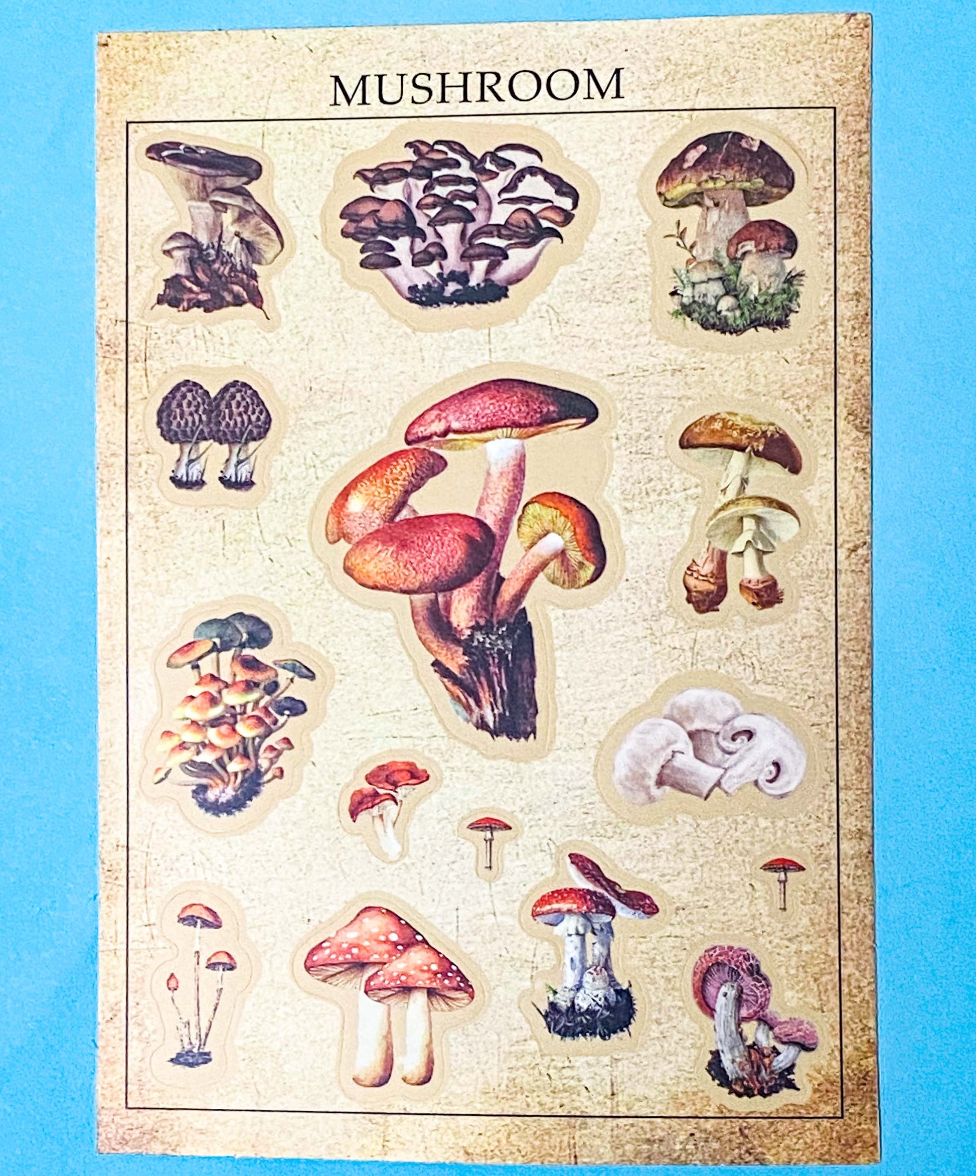 vintage botanical plants  butterflies and mushroom matte sticker sheets on a blue background