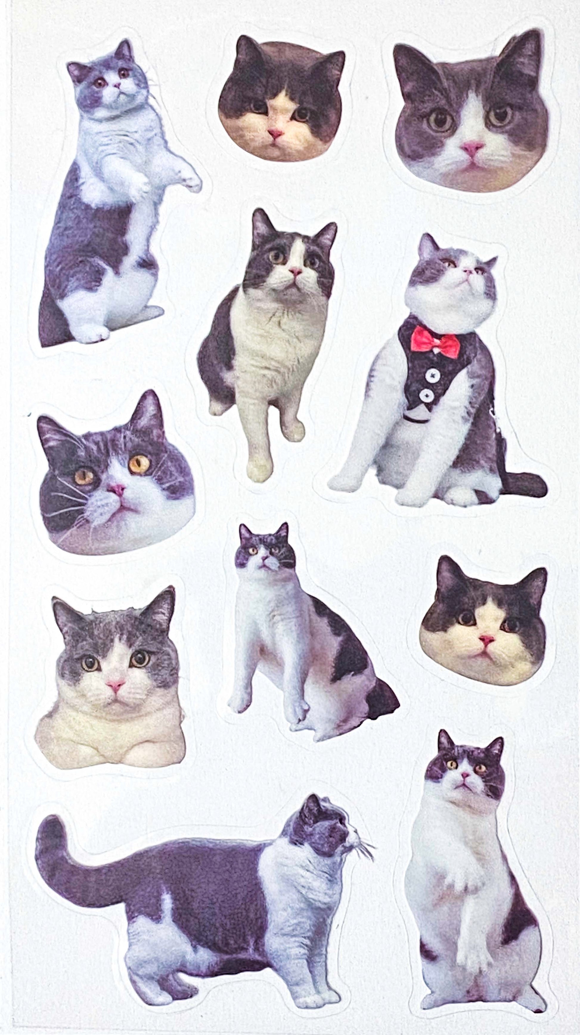 grey and white tabby cat cats kitten kittens clear plastic stickers stickers sheet pack 6 uk cute kawaii fun colourful stationery shop store supplies planner addict gift gifts 
