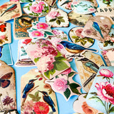 Vintage Botanical Bird & Rose Sticker Pack- 52/26 Cottagecore Laptop & Scrapbook Stickers