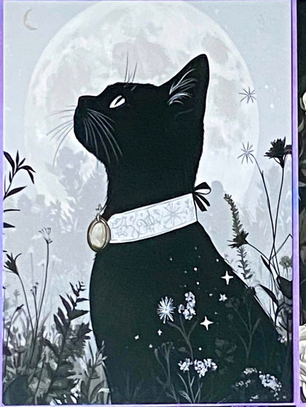 black cat cats postcard postcards post card cards uk cute kawaii stationery shop store witch magic magical planner supplies individual colourful bargain  lover lovers kitty