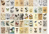 mini book of 100 butterfly vintage paper and vellum filled with specimen style illustrations and vintage butterflies