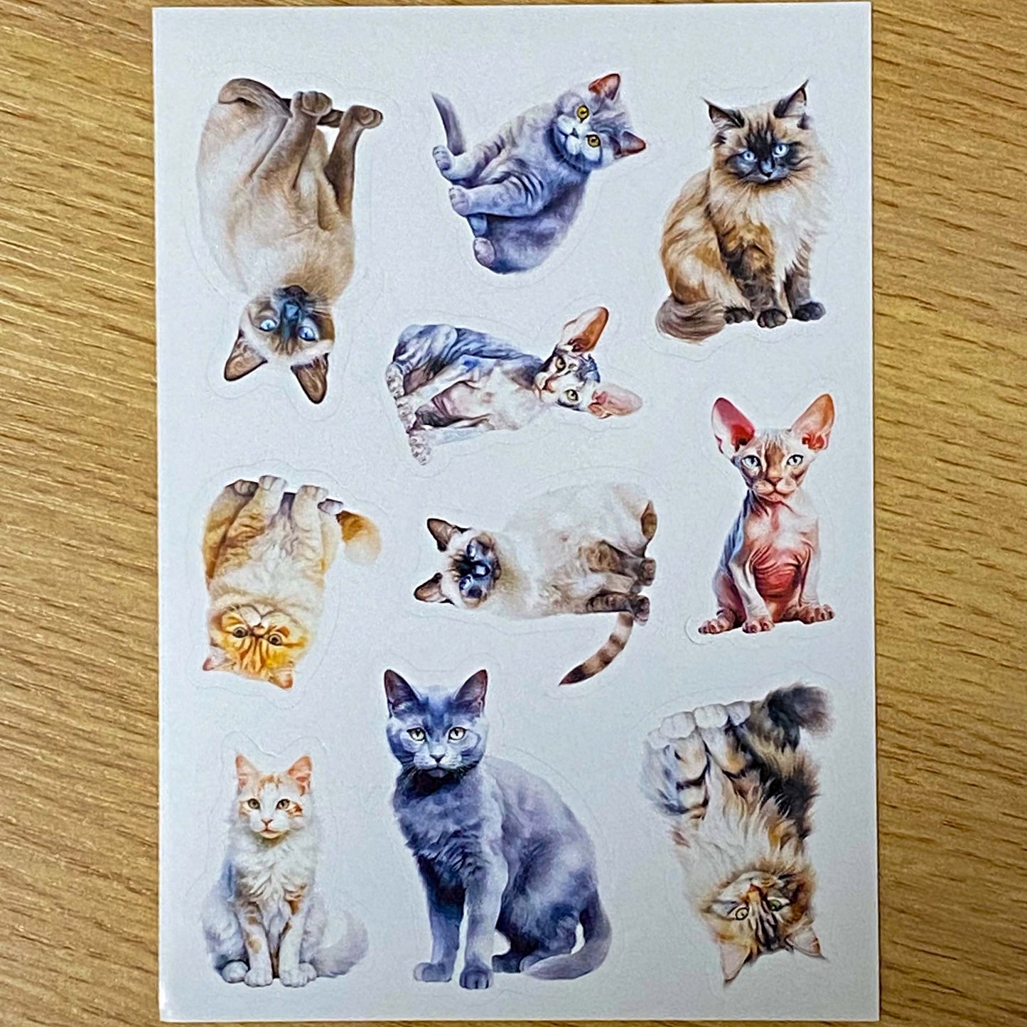 adorable cat cats kitten kitty black tabby ginger brown grey blue cute kawaii individual postcard postcards post card cards uk stationery shop store supplies gift gifts floral flowers ocean orange oranges sticker seals