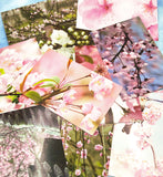 spring flower flowers blossom postcard postcards bundle of 3 uk cute kawaii bundles stationery cherry pink