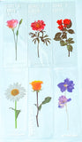 clear pet plastic bookmarks rounded corner uk cute kawaii stationery floral flower flowers spring tulip daffodil daisy violet yellow pink blue white bookmark rose delphinium lilac purple roses red